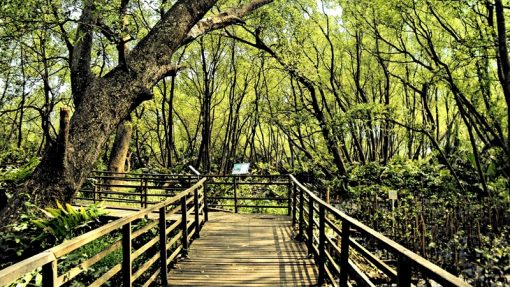 Taman Suaka Margasatwa Muara Angke